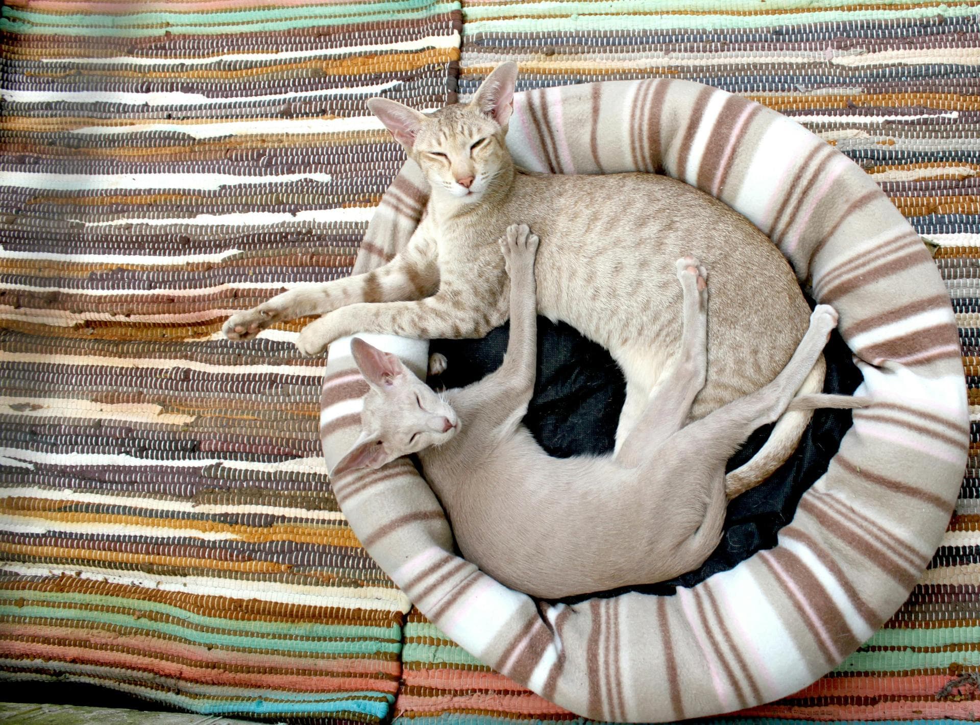 Cat Euthanasia Put Down Prices in Waltham Forest