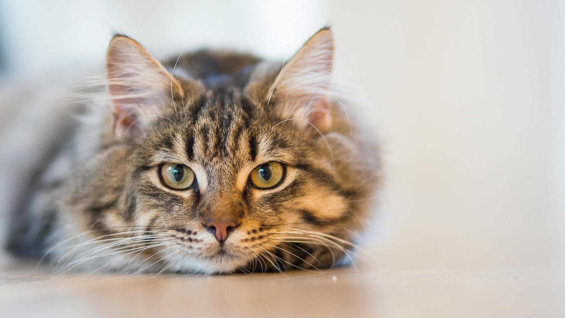 Cat Euthanasia Put Down Prices in Waltham Forest