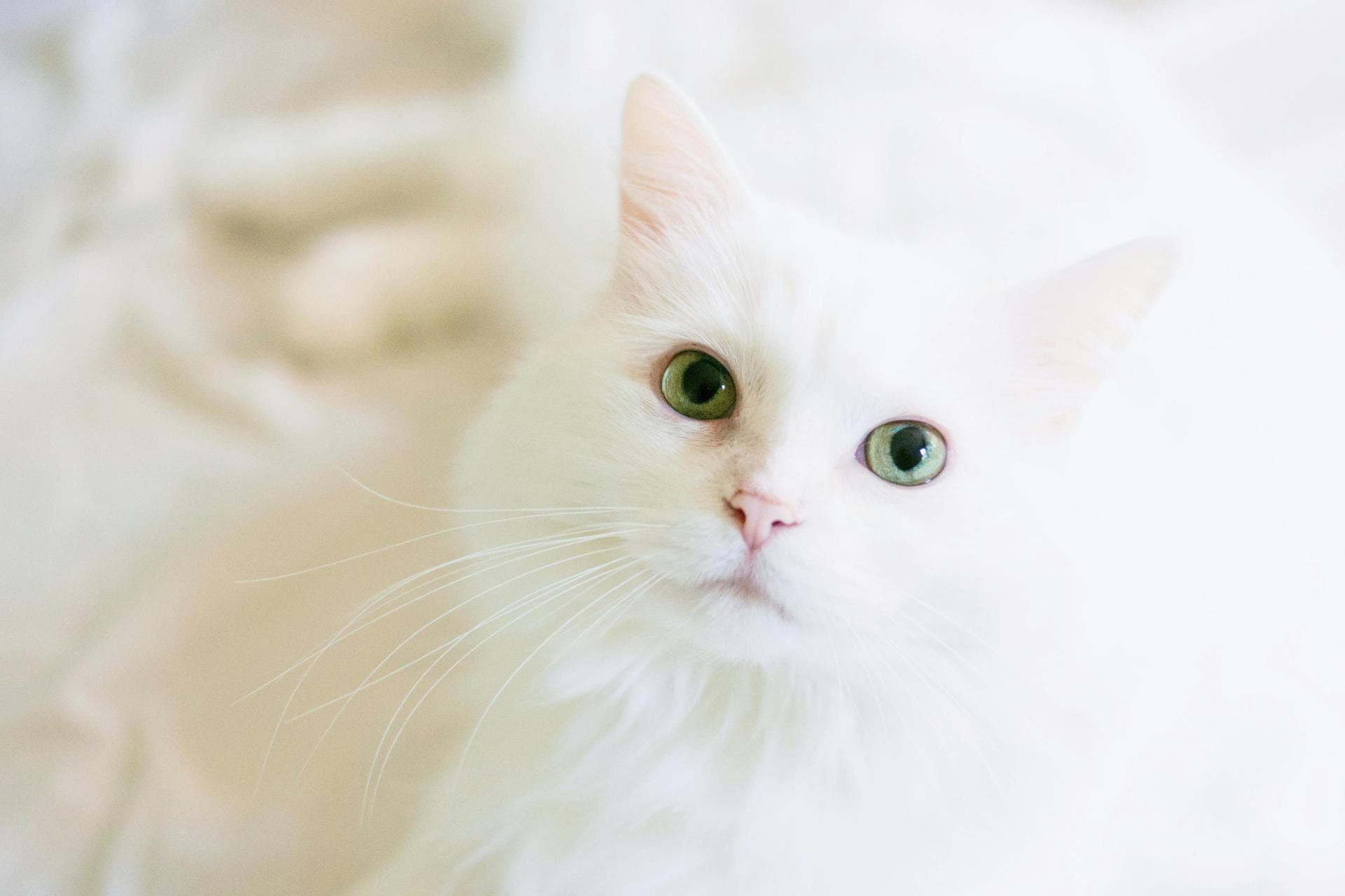 Cat Kitten Vaccinations Feline Leukaemia Prices in Waltham Forest