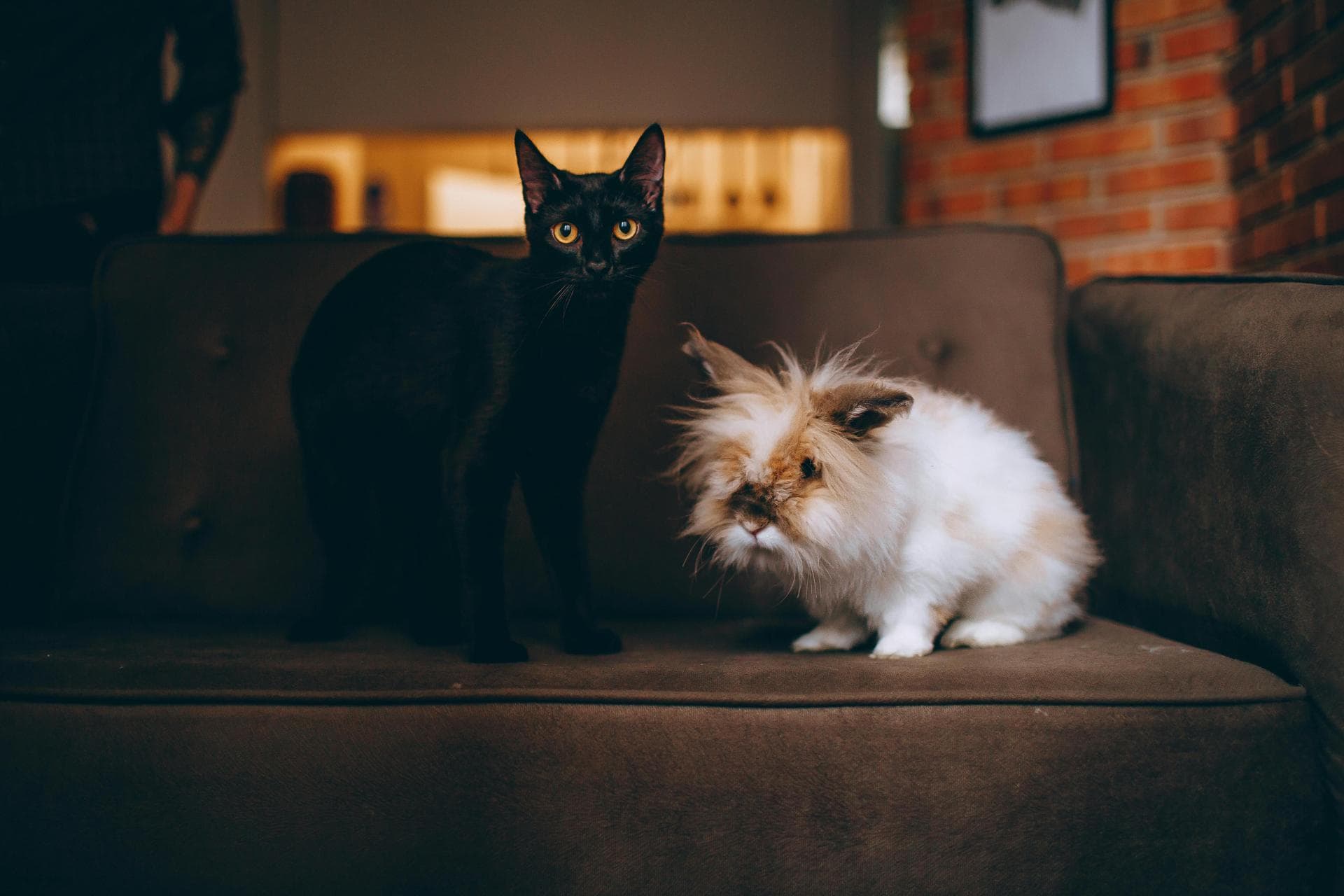 Vet Home Visit Prices in Waltham Forest