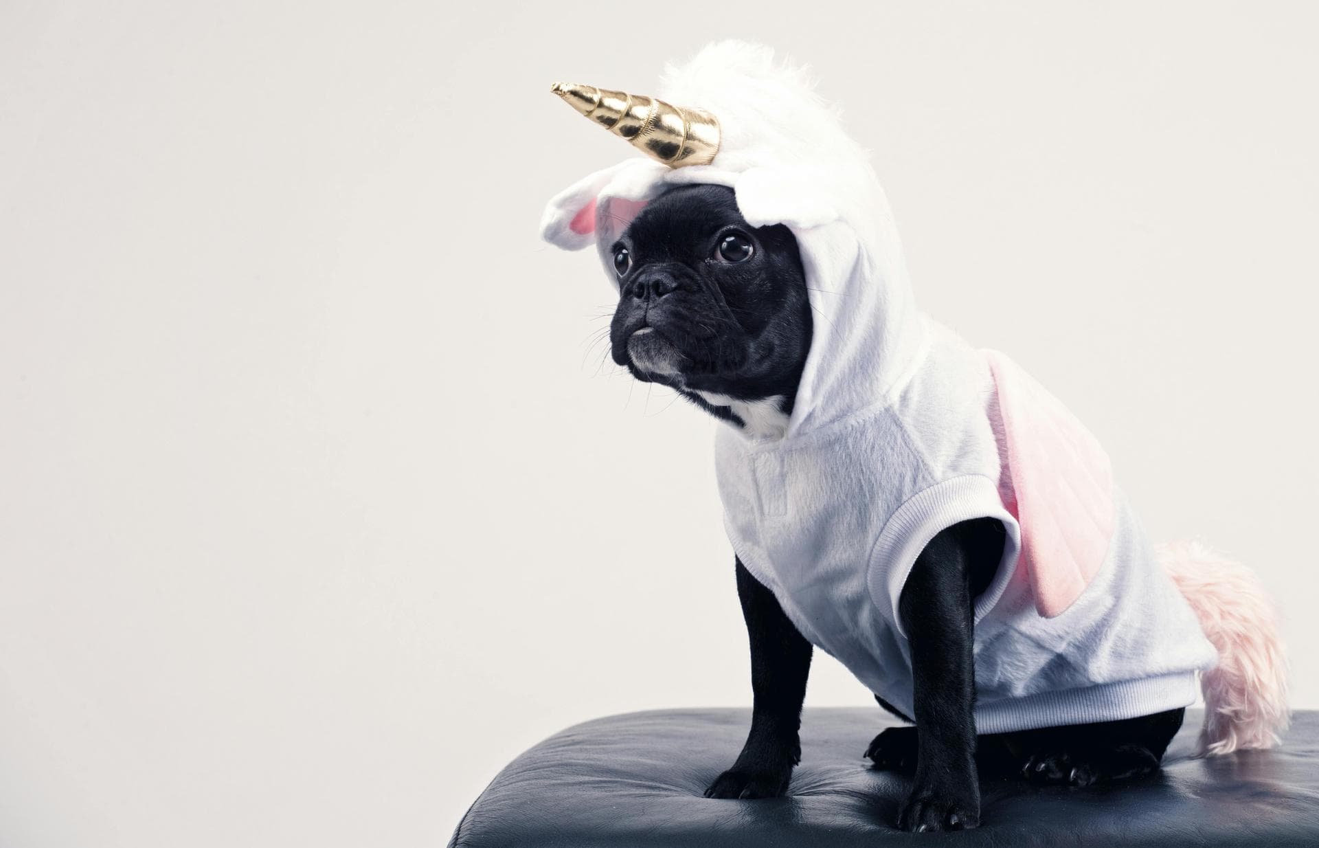 Follow-up Vet Appointment Prices in Waltham Forest